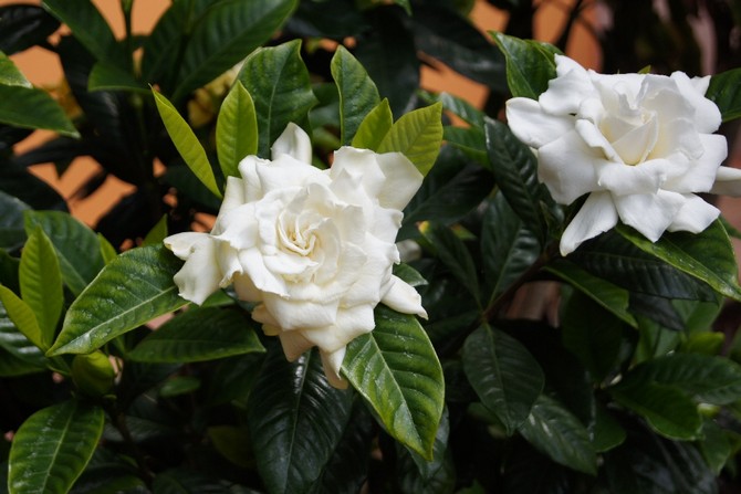  I folkmedicinen används blommor, frukter och rötter framgångsrikt.