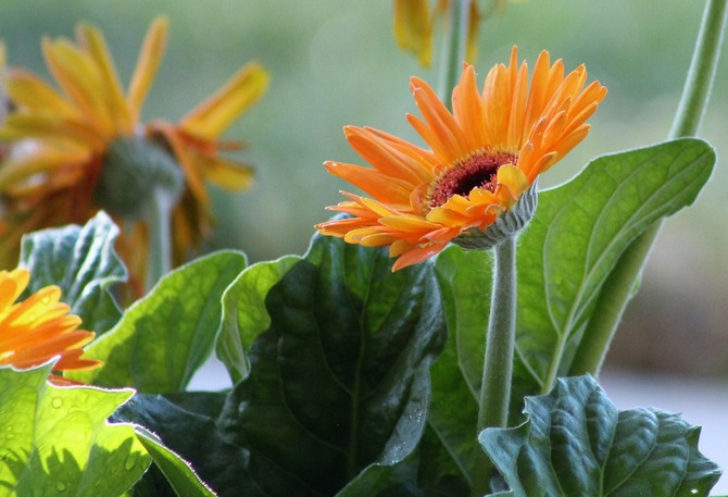 Perosak dan pelbagai penyakit berjangkit dengan penjagaan yang betul dan keadaan yang baik untuk menjaga gerbera bilik tidak menakutkan