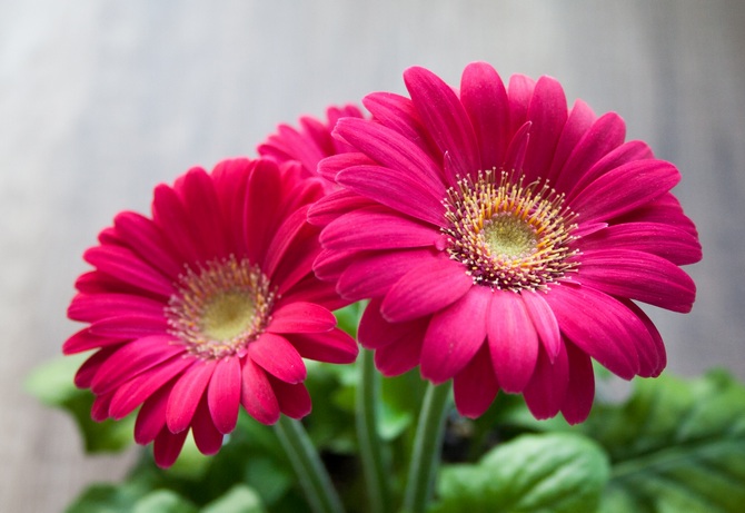 Gerbera. Membesar dan mengambil berat di rumah. Rumah Gerbera