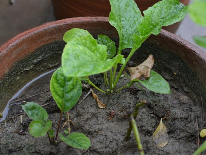 Om gerbera köptes i en blomkruka (i en butik) kan växten inte transplanteras på två veckor.