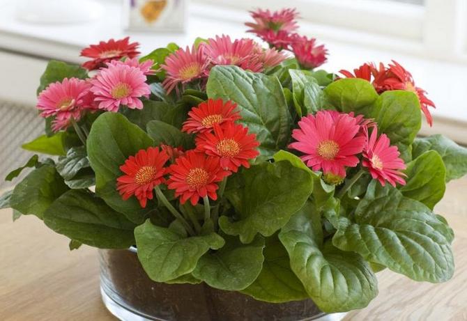 Gerbera: hemvård