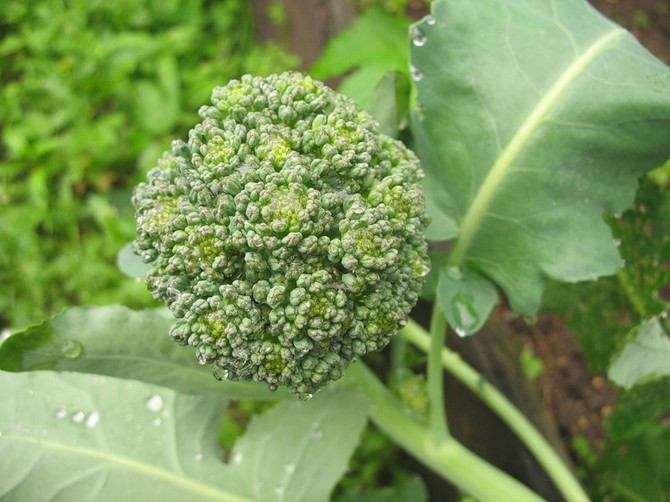 Växande broccoli: regler och jordbrukstekniker