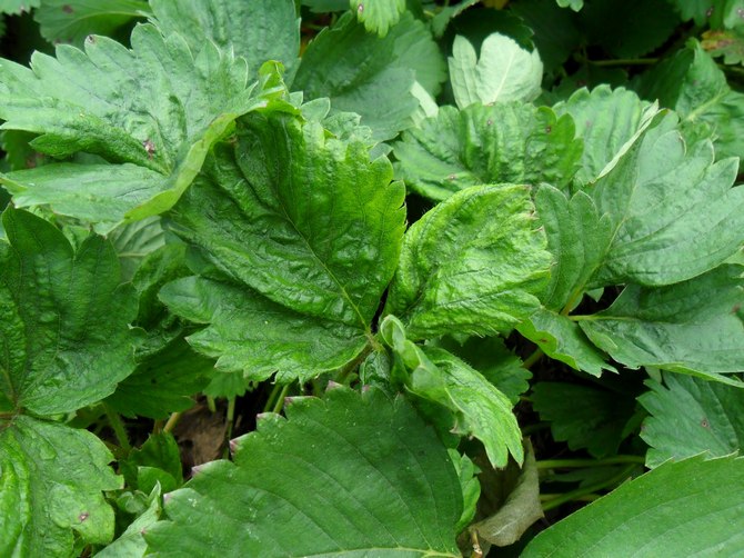 Melindungi strawberi dari perosak