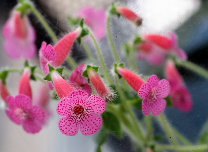 Coleria behöver måttlig vattning under perioden med intensiv tillväxt och riklig blomning