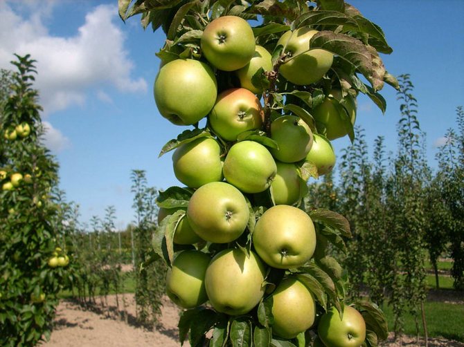 Menanam pokok epal kolumnar: rahsia menuai