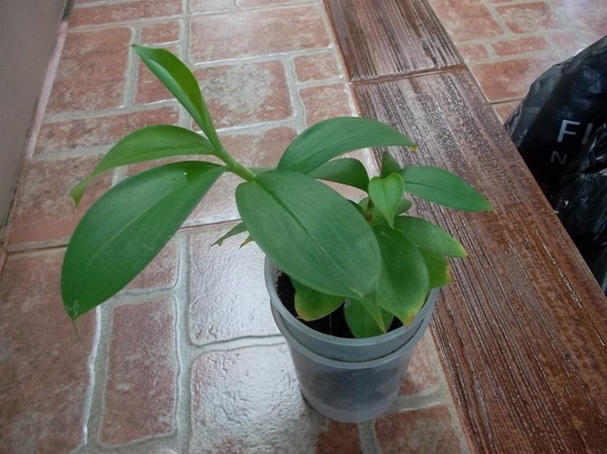 Costus reproducerar mycket enkelt