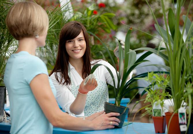 Med tanke på att du är ny inom blomsterodling bör du inte skynda dig att köpa från marknaden