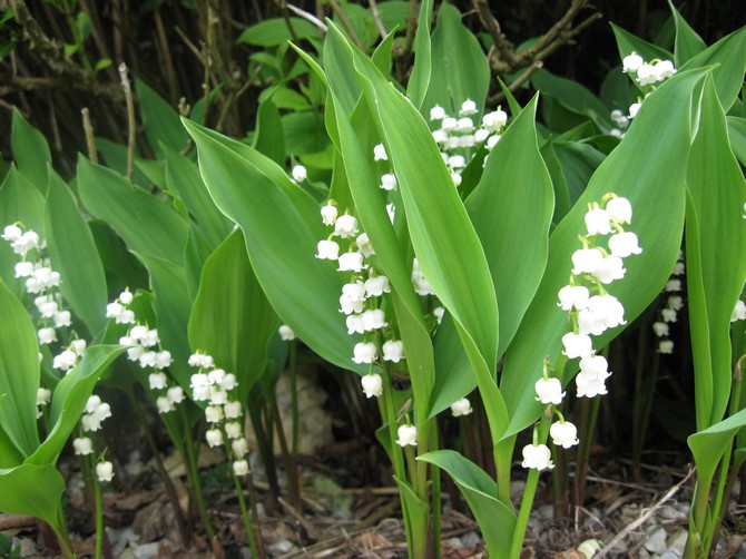 Liljekonvaljblomma: plantering, vård och odling