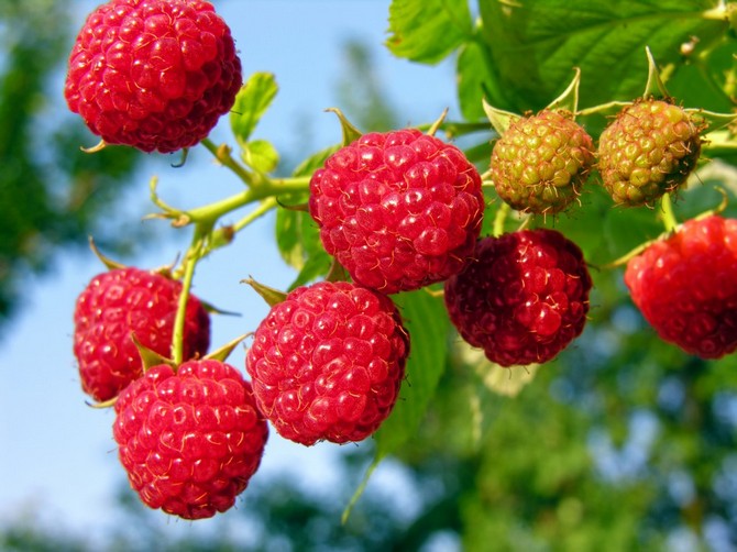 Belukar berry tumbuh di tempat teduh