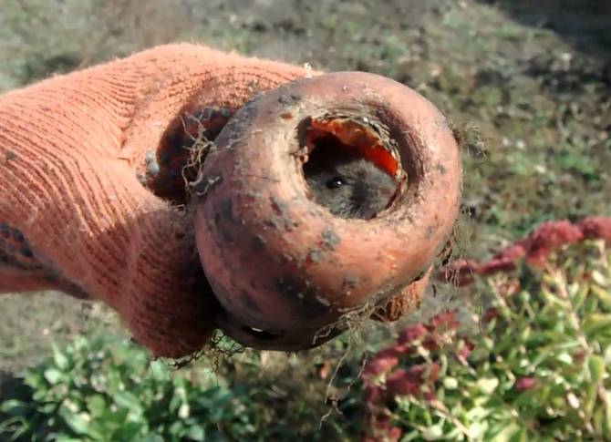 Bagaimana melindungi wortel dari tikus?