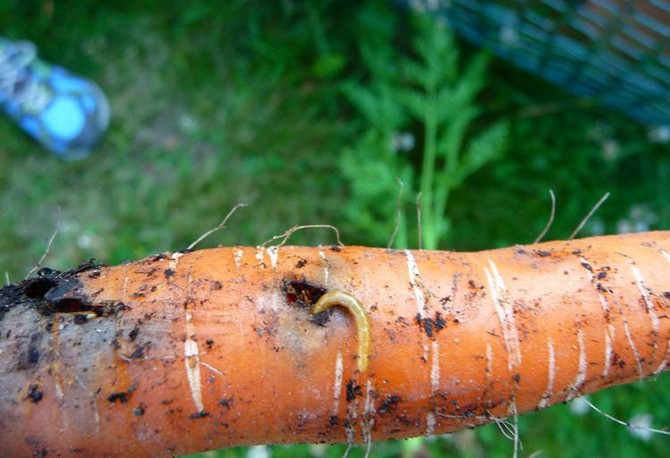 Hur bekämpar man insekter av morötter?