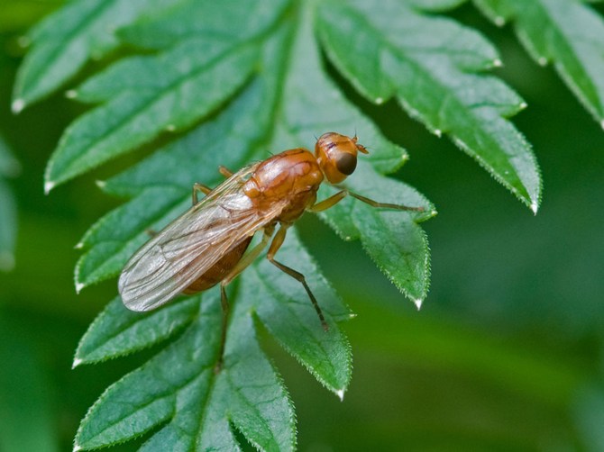 Carrot fly dan carrot moth menimbulkan bahaya besar kepada wortel.