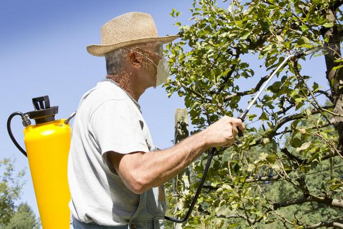 Från början av blomningen till bildandet av äggstocken måste fruktträd sprutas med speciella biologiska produkter en gång i veckan