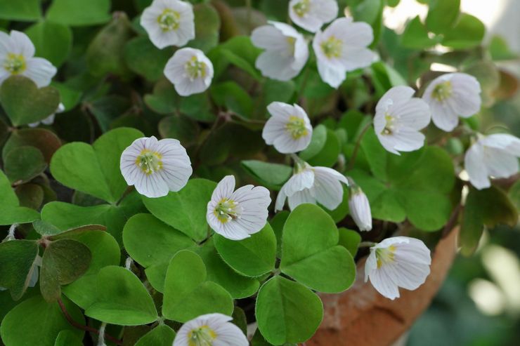 Oxalis vanligt