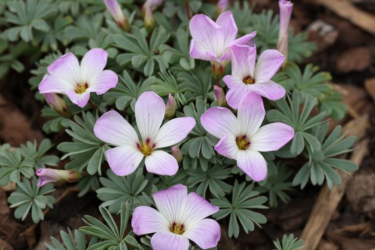 Ferruginous oxalis