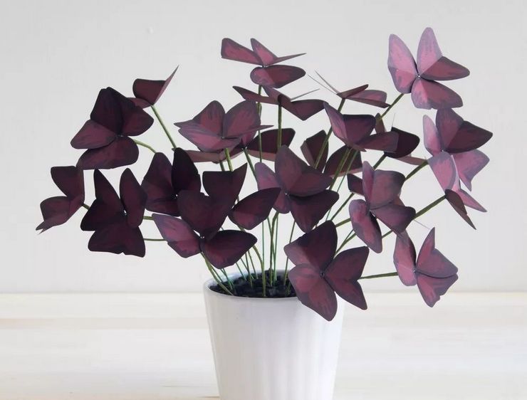 Oxalis växt