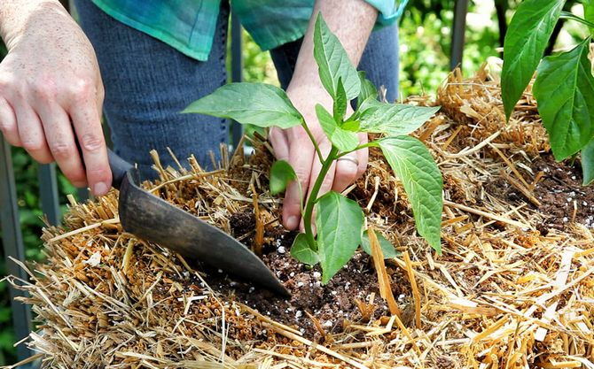 Untuk mengekalkan kelembapan tanah yang diperlukan di kebun lada, gunakan kaedah mulsa