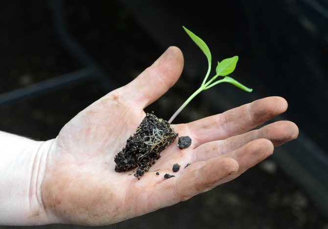 Plockning spelar en stor roll som framtida plantor