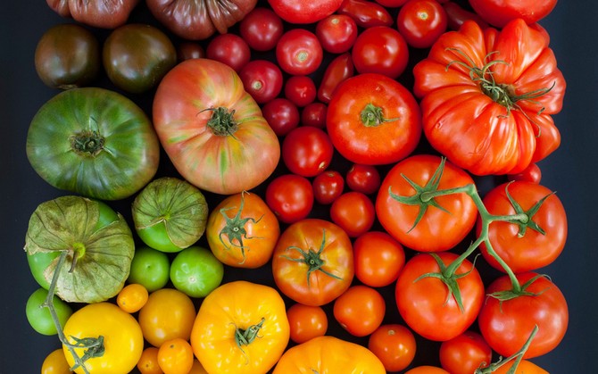 Bästa avkastningen: rena vegetabiliska sorter eller hybrider