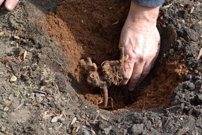 Plantering görs bäst i slutet av augusti eller början av september så att växten har tid att slå rot i kylan.