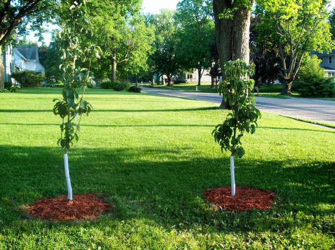 Menanam pokok epal kolumnar