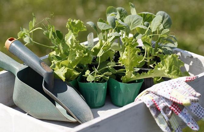 Tack vare härdning kommer plantorna att ha ett kraftfullt rotsystem, plantorna rotar lättare när de planteras i marken