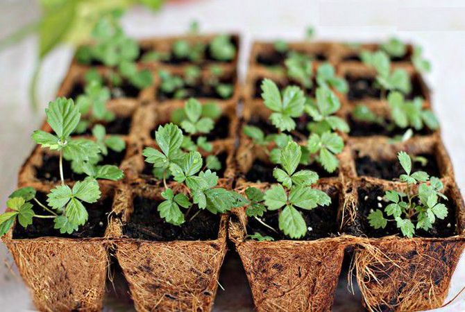 Jaga anak benih strawberi sebelum menanam di tanah