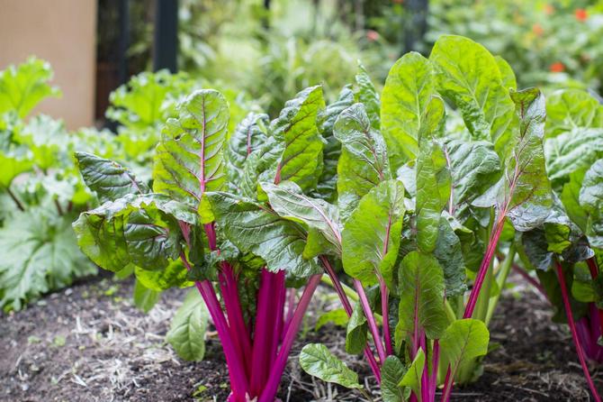 Rhubarb adalah tumbuhan serba boleh yang boleh digunakan untuk membuat sup, salad, jem dan pelbagai pencuci mulut.