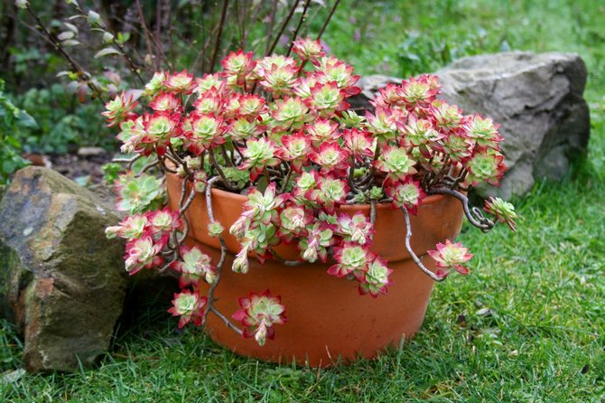 Sedum (sedum): penjagaan di rumah