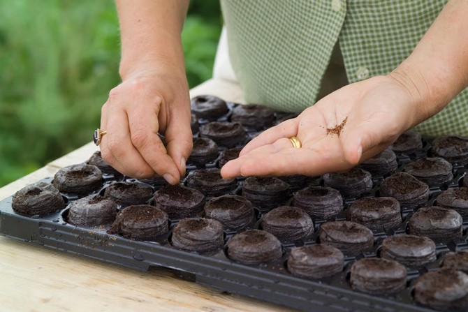 Fröberedning för plantering av plantor och sådd