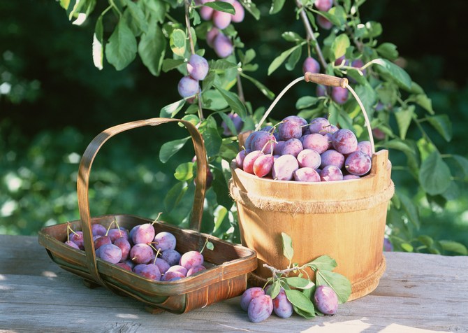 Cara mendapatkan tuaian plum yang baik: memberi makan plum