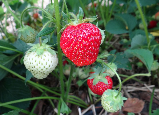 agar strawberi dapat menuai sepanjang musim panas, anda mesti memilih sekurang-kurangnya 5-6 jenis strawberi yang berbeza