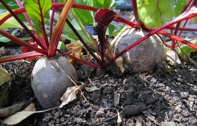 Bit adalah sayur yang sangat sihat dan tidak tergantikan.