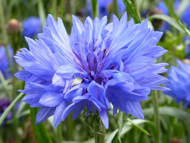 Cornflower innehåller ett brett utbud av mineraler, vitaminer, flavnoider och kumariner