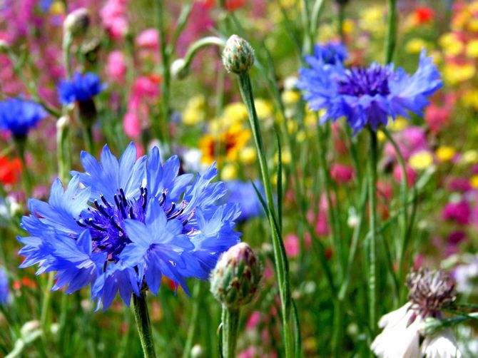 Cornflower trädgård: plantering, vård och odling