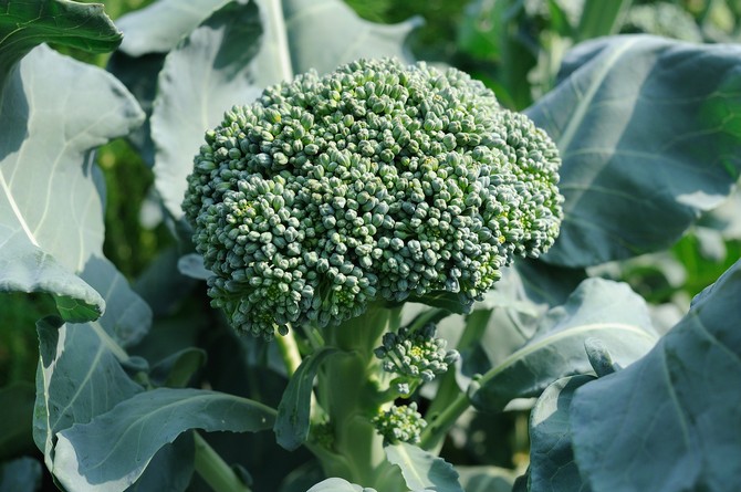 Utseendet liknar broccoli blomkål, bara av en grågrön nyans