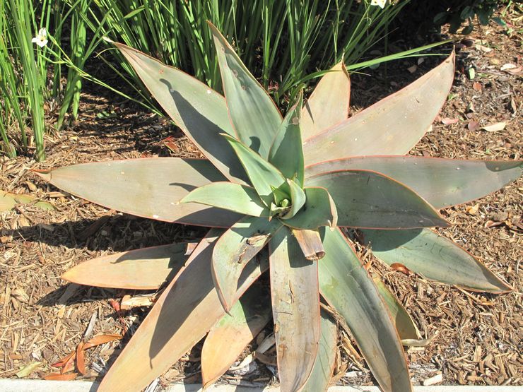 Aloe berjalur