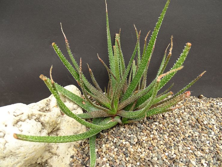 Aloe berbunga putih