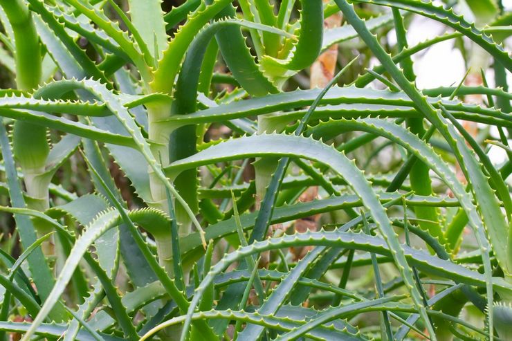 Pokok lidah buaya