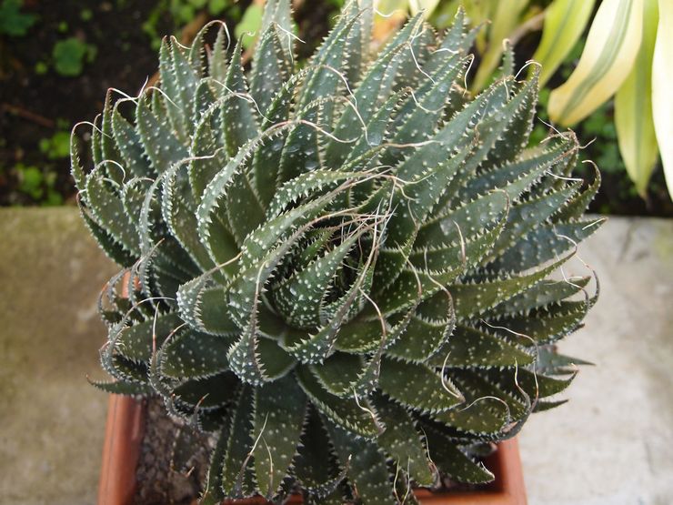 Aloe berputar