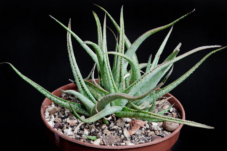 Aloe cantik