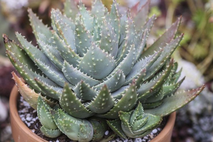 Kortbladig aloe