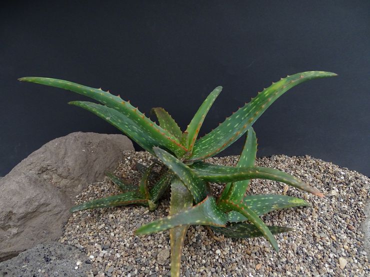 Aloe camperi