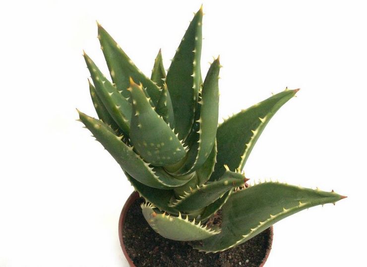 Aloe avlägsen