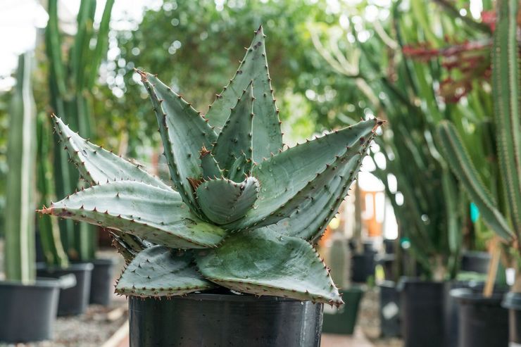 Aloe dahsyat