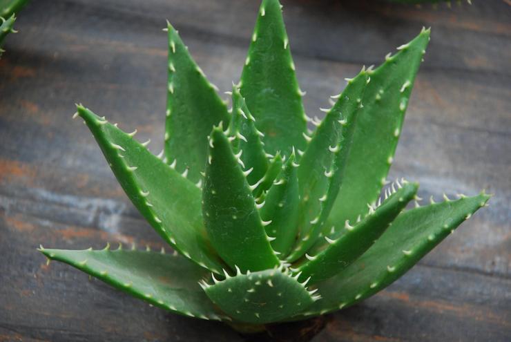 Aloe-kepsformad