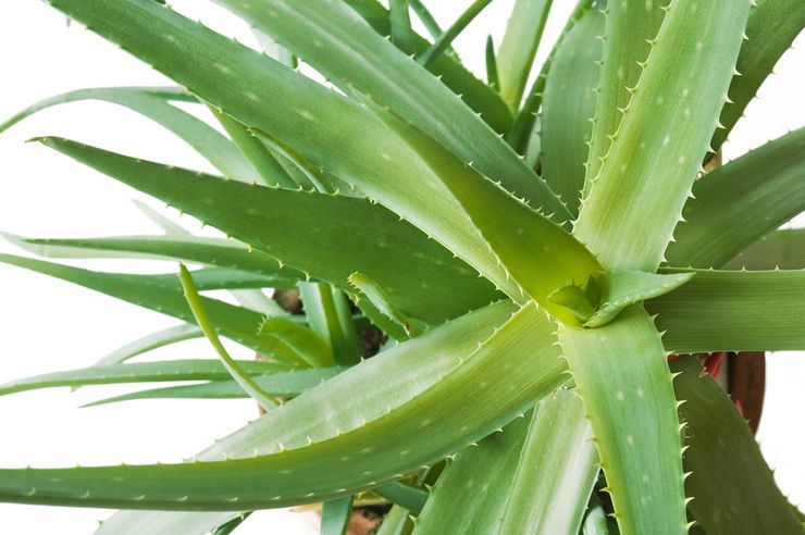 Berpakaian top aloe