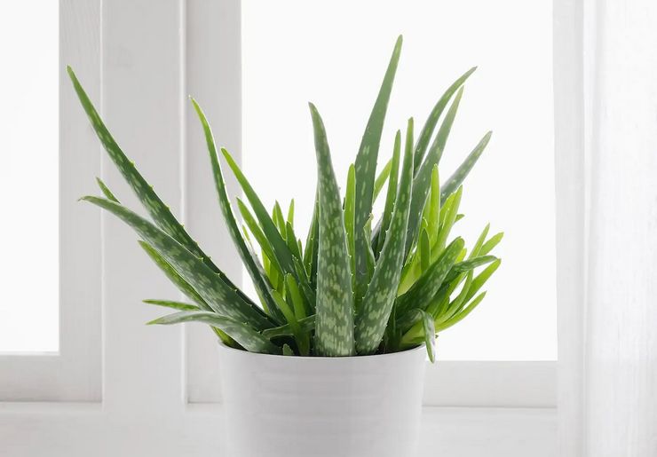 Menyiram aloe