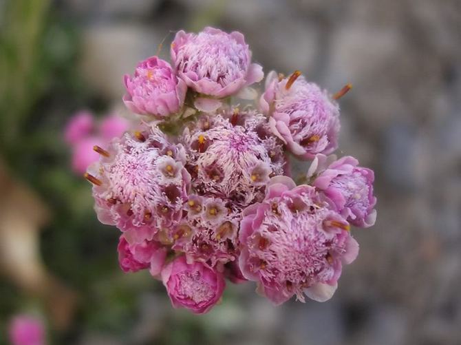 Antennaria är en kattpote. Blomvård och odling. Plantering och avel