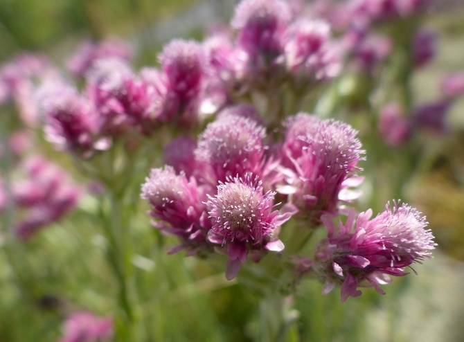 Antennaria - kattens tass: vård och odling av en blomma